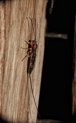 Perithous septemcinctorius