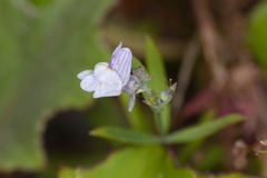 Linaria repens