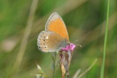 Coenonympha glycerion