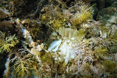 Sepioteuthis australis