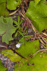 Linaria repens