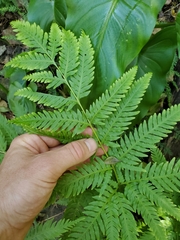 Pteris dentata