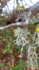 Evernia prunastri