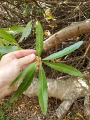 Brabejum stellatifolium