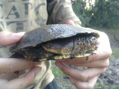 Acanthochelys pallidipectoris
