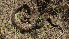 Pituophis deppei