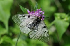 Parnassius mnemosyne