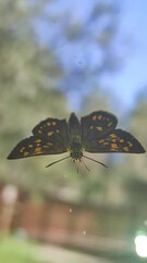 Butleria philippii