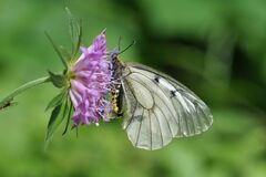 Parnassius mnemosyne