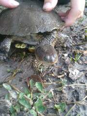 Acanthochelys pallidipectoris