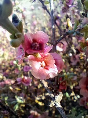 Salsoloideae