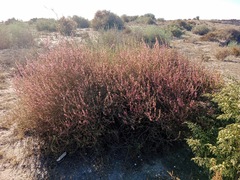 Salsoloideae
