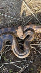 Pituophis deppei