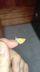 Butleria philippii