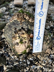 Ostreidae
