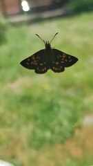 Butleria philippii