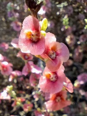 Salsoloideae