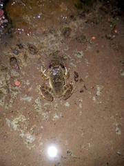 Limnonectes kuhlii
