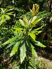 Brabejum stellatifolium