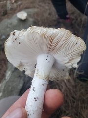 Amanita