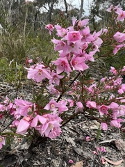 Boronia floribunda