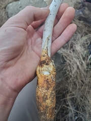 Amanita