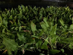 Sagittaria platyphylla