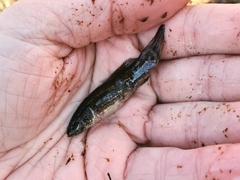 Umbra pygmaea