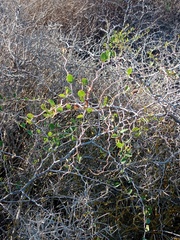 Ziziphus lotus