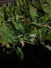 Sagittaria platyphylla