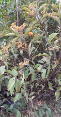 Solanum argentinum