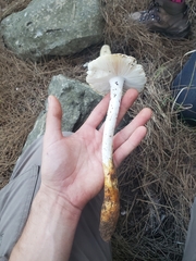 Amanita