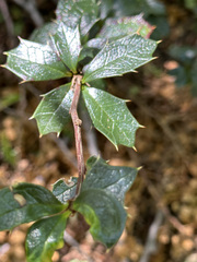 Berberis ilicifolia