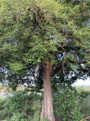 Diospyros mespiliformis