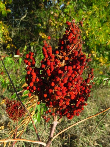 Rhus glabra