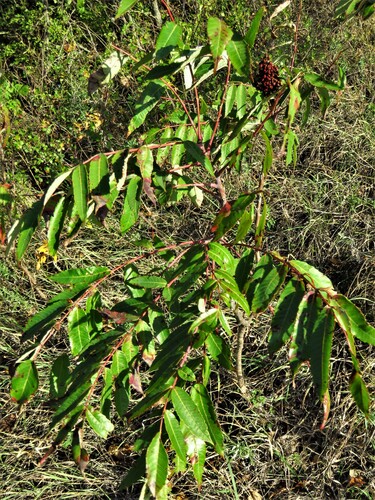 Rhus glabra