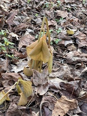 Helleborus orientalis