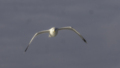 Larus argentatus