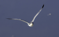 Larus argentatus