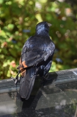 Onychognathus morio morio