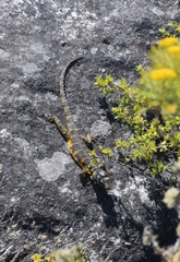Pseudocordylus microlepidotus