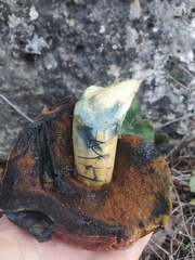 Boletaceae