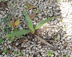 Cocos nucifera