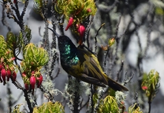 Anthobaphes violacea