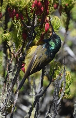 Anthobaphes violacea