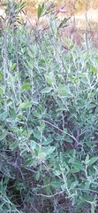 Anthyllis cytisoides