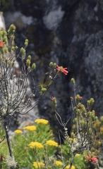 Anthobaphes violacea