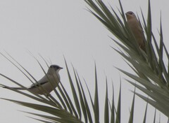 Hypocolius ampelinus