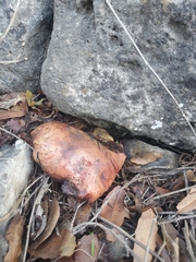 Boletaceae