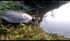 Acanthochelys pallidipectoris